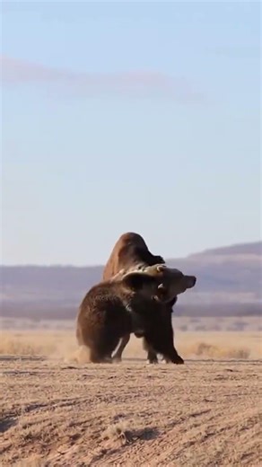 Bison and Bear Locked in Heavyweight Nonstop Battle