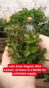 1.8M views · 10K reactions | Let's Grow Organic Mint Leaves at home in a Bottle for unlimited supply. #pudina #ideas4viksitbharat | Mission Green Mumbai | Facebook
