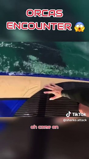 Incredible Orca Encounters: Witness the Majesty of Killer Whales!