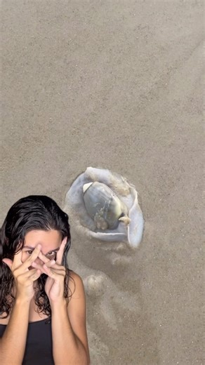 Bianca Witzel on Instagram: "qual foi o animal mais ESQUISITO que você viu na praia? 😳 ref.: BIOLOGIA POPULACIONAL E PRODUÇÃO SECUNDÁRIA DE Olivancillaria vesica vesica (Gmelin, 1791) (Gastropoda: Olivid·ae) NA PRAIA DA RESTINGA DA MARAMBAIA, RJ - CARLOS HENRIQUE SOARES CAETANO - 2001."