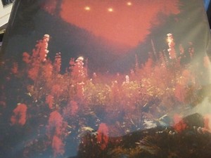 Silent Planet - Superbloom