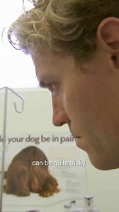 Vet checks adorable lemur for a possible surprise pregnancy