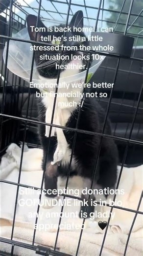 Tom is crying for help boost this video