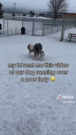 Dog Running at Woman - Hilarious Reaction Caught on Video