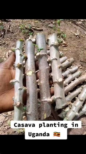 Casava Farming in Uganda: A Guide to Growing Cassava
