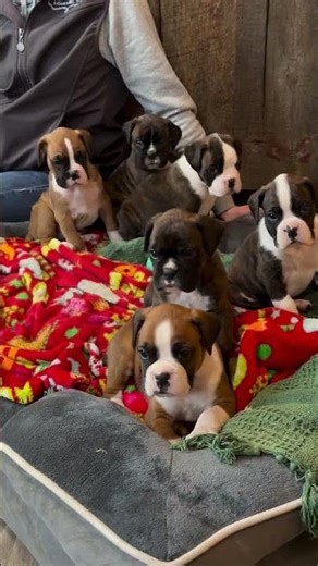 Our beautiful Boxer puppies are growing so fast! Full of curiosity, cuddles, and playful moments🐶