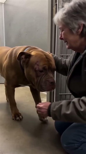 Meeting a shelter dog for the first time at an adoption center