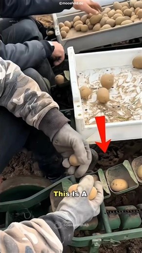 The Machine That Plants Potatoes Automatically!🤯