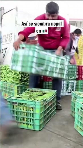 SEMBRANDO NOPAL. UN DÍA EN EL CAMPO