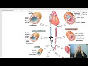 Introduction to anatomy for paramedical students 9 (Blood vessels) , by Dr, Wahdan