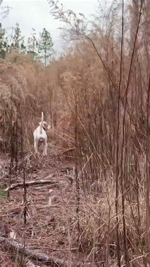 Point! #puppy #dogcoach #huntingdog #hunting #englishpointer #quail