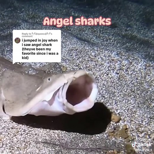Replying to @ᖭི༏ᖫྀ꩜quexx꩜ᖭི༏ᖫྀ We love Angel sharks 🦈⭐️ Its so fun making these cute shark vidoes. They take only like 10 mins Tags: #shark #ilovesharks #sharklovers #digitalart #procreateapp #lovesharks #fypシ #lovesharksforever❤️🦈 #shark #ilovesharkssomuch #meme #fypシ゚viral #video #meow #sharkmemes🦈 #sharkmemes #🦈 #🦈🦈 #🦈sharksquad🦈 #sharksarefriends #angelshark #angelsharks