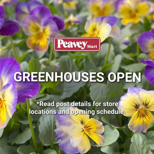 Our Greenhouses in the following Markets are NOW OPEN: Shop live vegetables, herbs and flowers in your local Peavey Mart greenhouses. BC: Dawson Creek, Kamloops & Salmon Arm AB: Airdrie, Grande Prairie, High Prairie, High River, Lacombe, Leduc, Lloydminster, Medicine Hat, Peace River, Red Deer, Sherwood Park, Spruce Grove, Stettler, Strathmore, Westlock & Wetaskiwin SK: Moose Jaw, North Battleford, Prince Albert, Regina, Saskatoon, Swift Current & Yorkton MB: Steinbach ... Store Location Greenho
