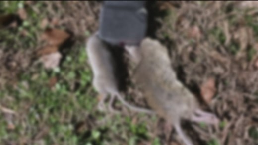 Tenants say Atlanta apartments are rat infested and have no heat, management doing nothing