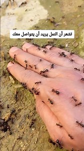 فوائد عضة النمل 🐜