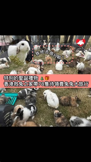 特別的聖誕禮物 香港救兔之家帶同78隻待領養兔兔大旅行 《動物專訊》聖誕將至，拯救動物機構趁佳節之前為被遺棄的動物送暖，希望他們同樣感受到被愛及被祝福。香港救兔之家的78隻獲領養及待領養的兔兔，收到一份特別的聖誕禮物，該機構77位義工及領養人日前一同帶了香港救兔之家待領養及已獲領養的78隻兔子，別開生面舉辦了人兔旅行，好讓一眾兔兔可以在草地奔放地跑步，享受陽光及呼吸一下清新空氣，並為他們送上祝福。 香港救兔之家負責人Alex表示，今次人兔旅行共有77位義工及兔兔領養人參與，他們帶領兔兔前往八仙嶺的「世外·兔源」營地旅行，讓兔兔可機會親近大自然、體驗新鮮空氣，享受快樂時光。Alex表示當看著他們在草地上奔跑、窩在主人懷裡撒嬌，真的非常感動。 「這次旅行不僅讓兔兔們放鬆身心，也讓兔主們彼此交流領養心得，分享照顧小動物的點滴。希望未來有更多人加入領養和關愛兔兔的行列，讓更多小生命得到溫暖的家。」香港救兔之家希望活動讓被遺棄的兔子感受到人間温暖，雖然他們仍未有家，但是一樣有兔舍義工愛護他們。 Alex坦言被遺棄動物心靈受創比身體受傷更加難復原，一直以來香港救兔之家非常重視動物們的心靈健康，希望