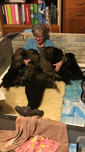 Talley and Quinn blessed us with an awesome litter 6 years ago Happy Barkday🐾 Rhonda Van Emon Terrie Quinn Dwyer | River Crest Shilohs