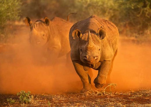 How Fast Can a Rhino Run? All 5 Species (Speeds/Reasons) | Storyteller Travel