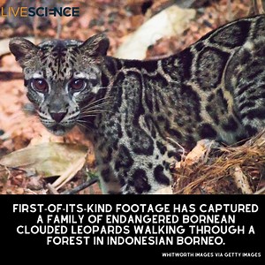Camera traps in Indonesian Borneo recorded a clouded leopard mother with her two cubs in the first footage of its kind. Learn more 👉 https://trib.al/BOcNsGe | LiveScience