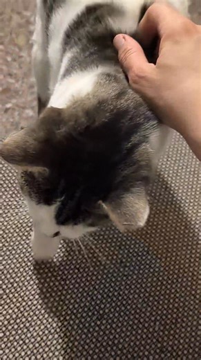 Willie... ψάχνοντας την παντοτινή του οικογένεια.. 💜💙🩵💚💛🧡🩷❤️ Πολύ διστακτικός στην αρχή... είχε μπει κάτω από την ντουλάπα και ακούγαμε μόνο χχχχχχ....για 1-2 μέρες ήταν μόνο όμως! Όταν άρχισε να καταλαβαίνει ότι έχει ζεστό σπίτι, κονσέρβα κ μαλακό κρεβάτι όλα άλλαξαν... Πάλι κάτω από την ντουλάπα καθόταν αλλά είχε αρχίσει να δέχεται τα χάδια 😊😊 κ να τα ζητάει με επιφύλαξη.. Πλέον είναι γλυκός κ χαδιαρης δεν έχει θέμα με τα σκυλάκια, με τα γατάκια ανάλογα την ώρα. θα δοθεί με όλα τα νόμ