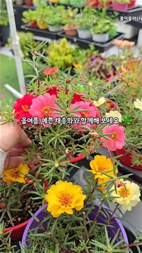 덥고 습한 여름에도 잘 사는 꽃 #채송화 #shorts