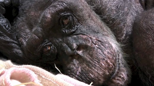 The moment when this 59-year-old chimpanzee recognizes her old friend ViralHog | MetDaan Animals