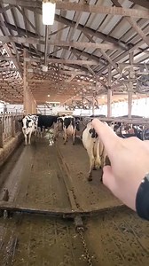 3.9M views · 37K reactions | Love it when they try to 'teach'. Shows what they truly know about cows lol. Also gives me an opportunity to correct it and show the truth. A cows biological goal is to get pregnant. We simply oblige using AI, instead of a bull. Safer for cows and humans. | IowaDairyFarmer | Facebook