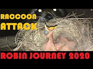 ROBIN JOURNEY-June 21 Raccoon Attacks/Eats 4 Baby Robin Birds