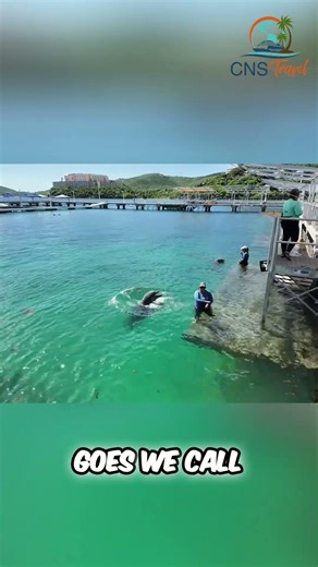 Dolphins Use Sign Language? Training Visually Impaired Marine Mammals #shorts