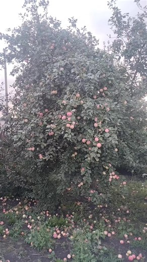 оригинальный звук - Gazpromを使っているGazprom (@gazprom_1)の動画