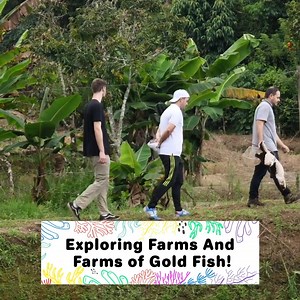 Rare Rainbow Fish In The Middle Of A Rice Farm?🌈🐟 | CoralFish12g