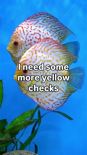 Theyre not the most expensive discus fish but they are one of the nicest. Super shape, patterns and minimal peppering. A discus us aquaroum essential in my book. | Discus Switch