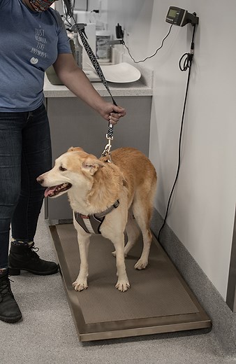 Scale Calibration - shor-line