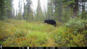 513K views · 10K reactions | I'm always grateful when the wildlife is prolific and diverse in short time frames such as this 4.5 day compilation that begins with a black bear and her cub followed by a lynx a couple hours later. The next days include visits by a snowshoe hare, a wolverine, and then just after midnight a grizzly and her cub. A nighttime moose and a lynx making a deposit at the latrine round out the activity. #yukonwildlife #browningtrailcameras | Yukon Wildlife Cams | Facebook