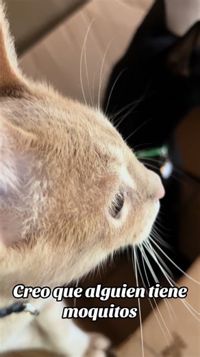 Andaba enfermo Trinito #gato #gatos #gatosgraciosos #gatosdetiktok #gatosfofos #michi #mascotas #mascotastiktok #viralditiktok #viralvideos #viraliza #fypシ゚ #fypp #cutecat #cut