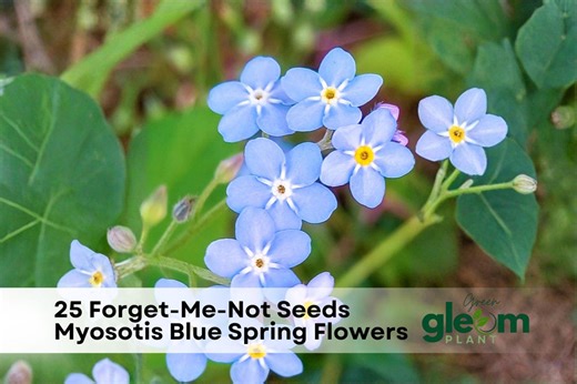 25 Forget-me-not Seeds - Etsy