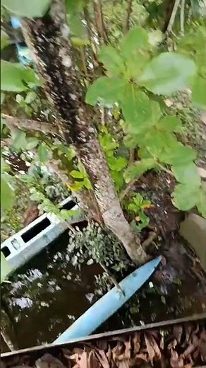 fun rush tech is live