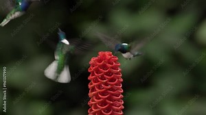 Hummingbird fly. Flying blue and white hummingbird White-necked Jacobin, Florisuga mellivora, from Ecuador, clear green background. Bird with open wing. Wildlife scene from tropic jungle.