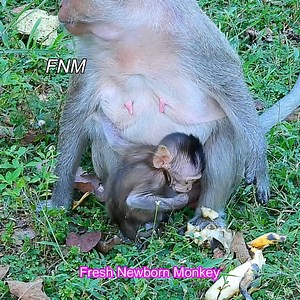 42 reactions | Time to eat & Time to feed little cute baby monkey, All baby need milk, Fresh Newborn Monkey 2461 | Fresh Newborn Monkey | Facebook