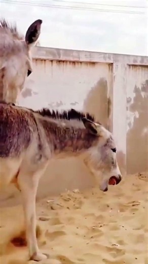 #donkey#horse #horse #animals #comedy #fyp#equestrian #comedy #breeding