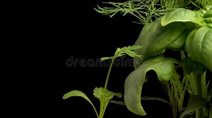 Coriander or Cilantro Seedling Time-lapse Stock Footage - Video of nature, food: 69760142