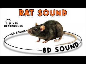 RAT SOUND - RAT SOUND EFFECT - NOISE OF RAT - animal sound
