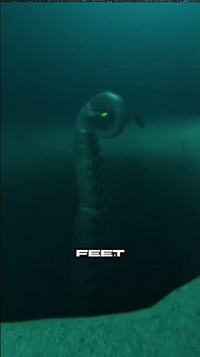 They finally found it alive. 🦑 #ColossalSquid