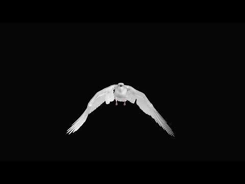Flying White Dove - Front View - Transparent Loop