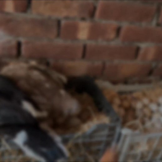 61K views · 1K reactions | 2 aseel hens & Ducks Hatching any eggs Together | Mian Inventions | Facebook