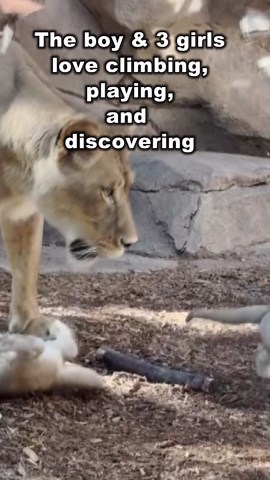 Denver Zoo lion cubs finally going on display