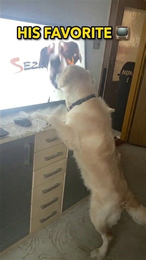 Jasper Has a Favorite TV Commercial 😂📺 #fyp #fypシ #dogshorts #shorts