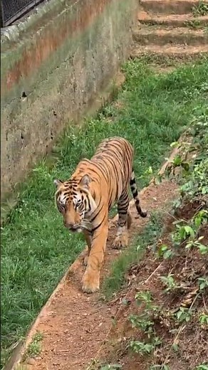 Bengal tiger 🐯 #tiger #youtubeshorts #wildlife #tiger #cute #animals #tiger #kingofjungle