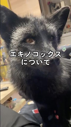 About Echinococcus 🦊