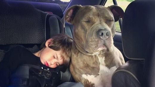 Dogs and little friends make perfect companions